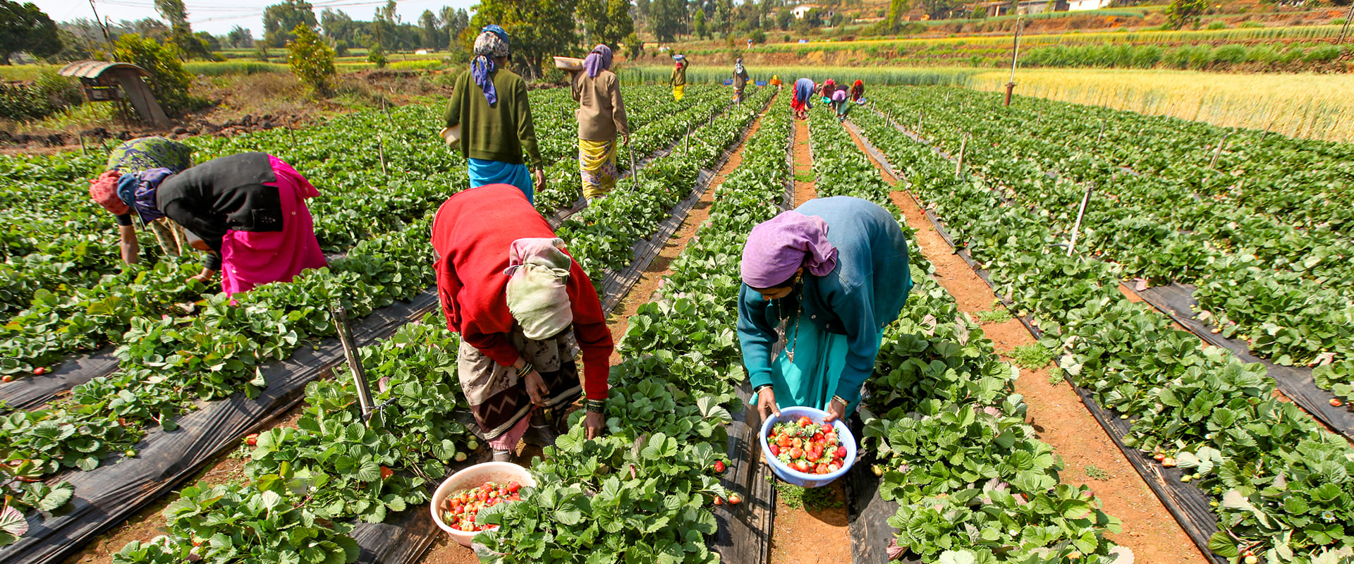 From Guesswork to Guarantees: AI-Driven Quality Control in Indian Agriculture