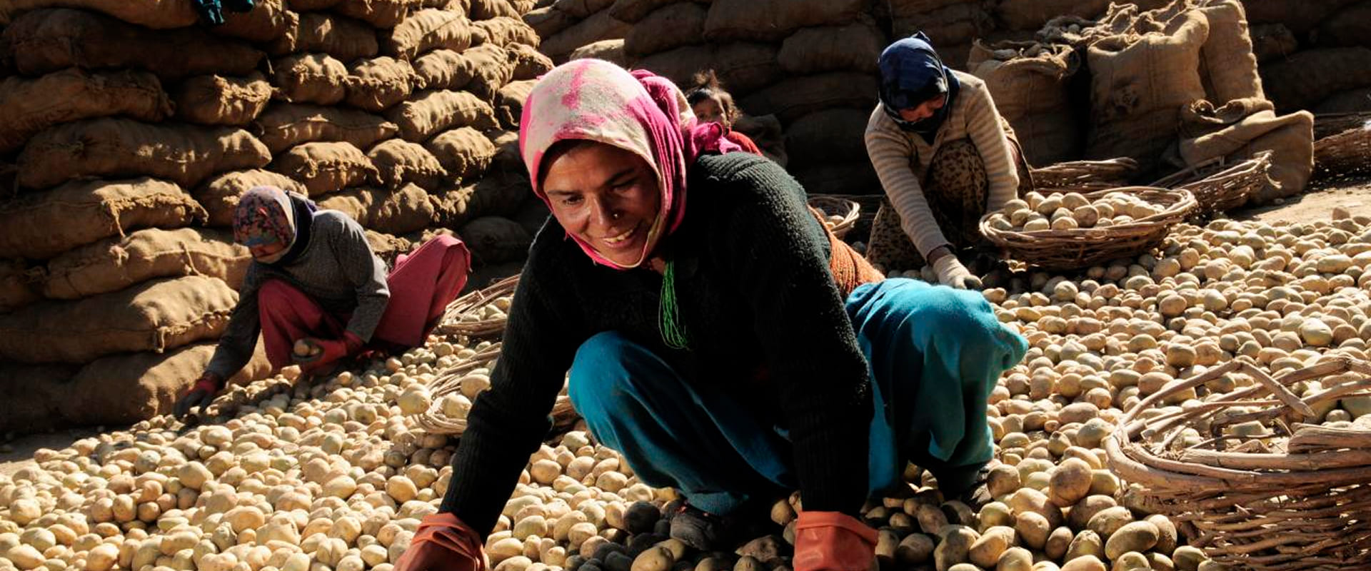 Hi-tech Tissue Culture and Aeroponics are Modernising the Foundation of India’s Potato Economy