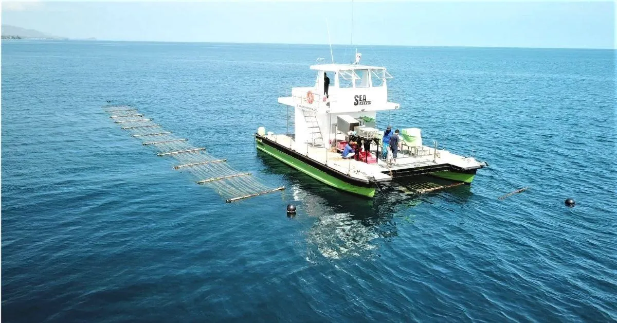 From Sea to Fuel: How Indian Researchers Are Turning Seaweed into Clean Energy