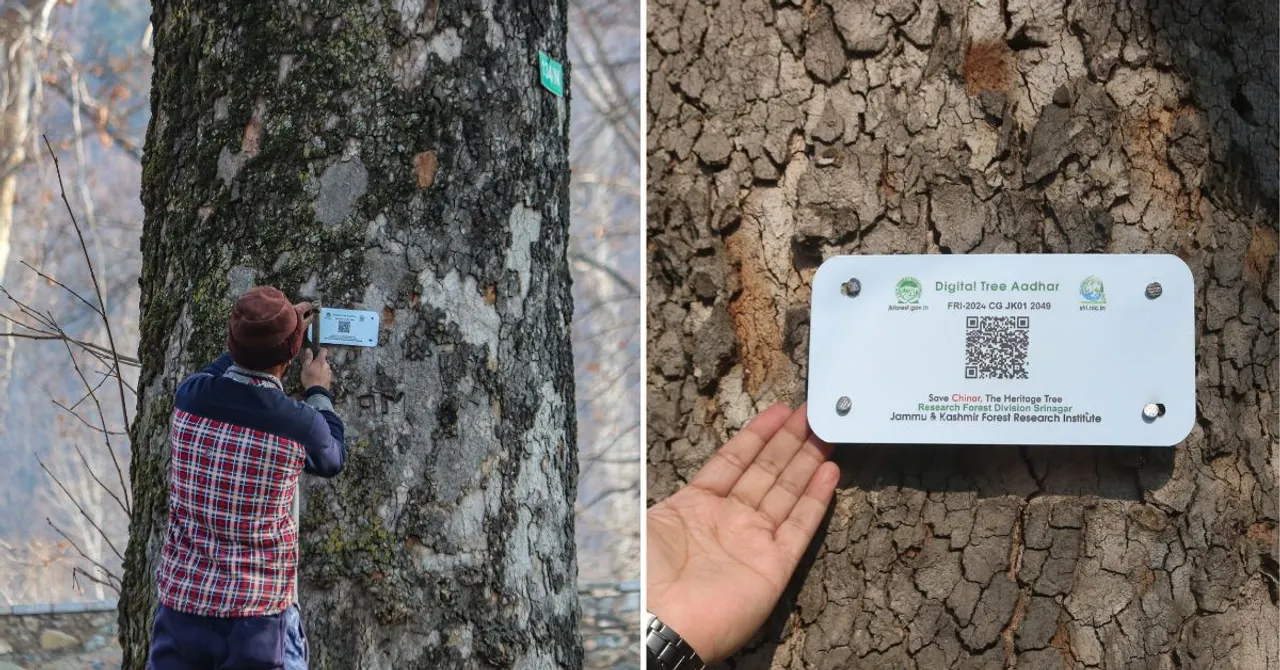 How AI-Ready Tree Mapping and GIS Tech Are Helping Kashmir Fight Ecological Loss