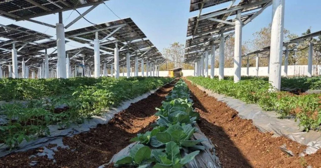 The Dual-Use Technology of Agrivoltaics That’s Powering India’s Farms Without Taking Away Farmland