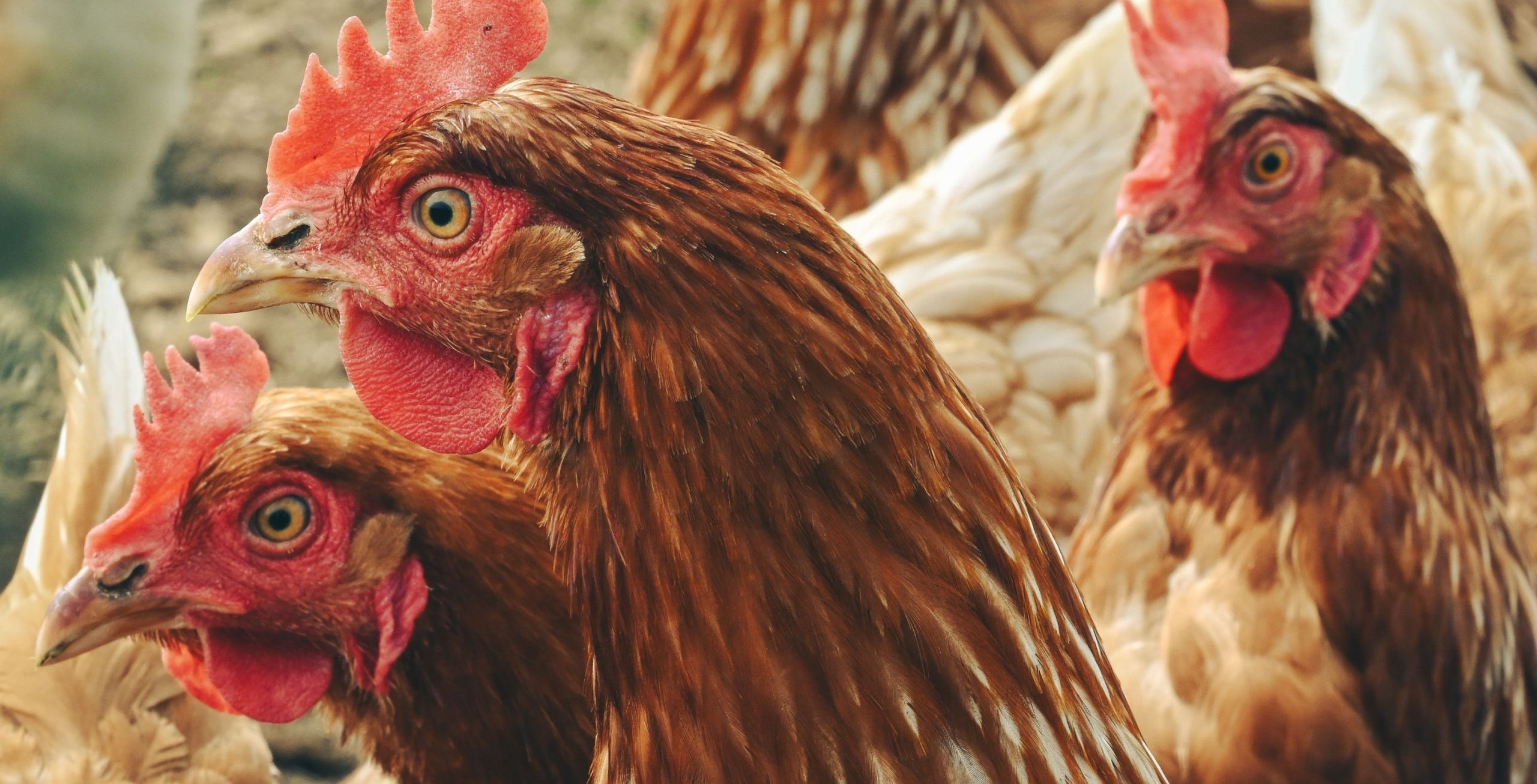 Inside West Bengal’s Keratin Extraction Facility: Making Bioplastics From 1000 Kilos of Chicken Feathers a Day