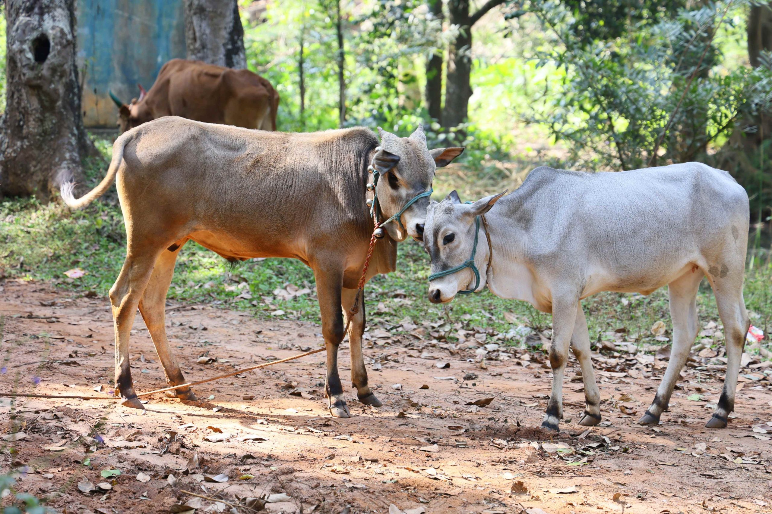 How Edible Supplements are Boosting Health for ~50,000 Livestock Animals in Maharashtra