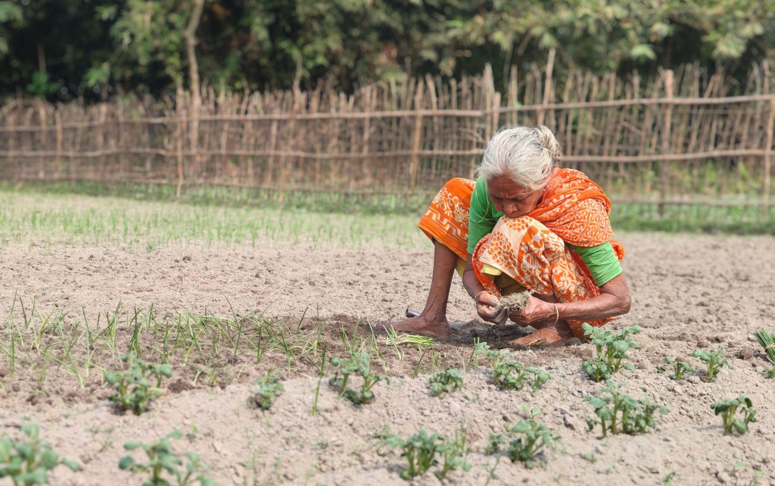 Sustainable Agriculture for Small Farmers: How Microbial Capsules Are Boosting Crop Yield by 15–35%