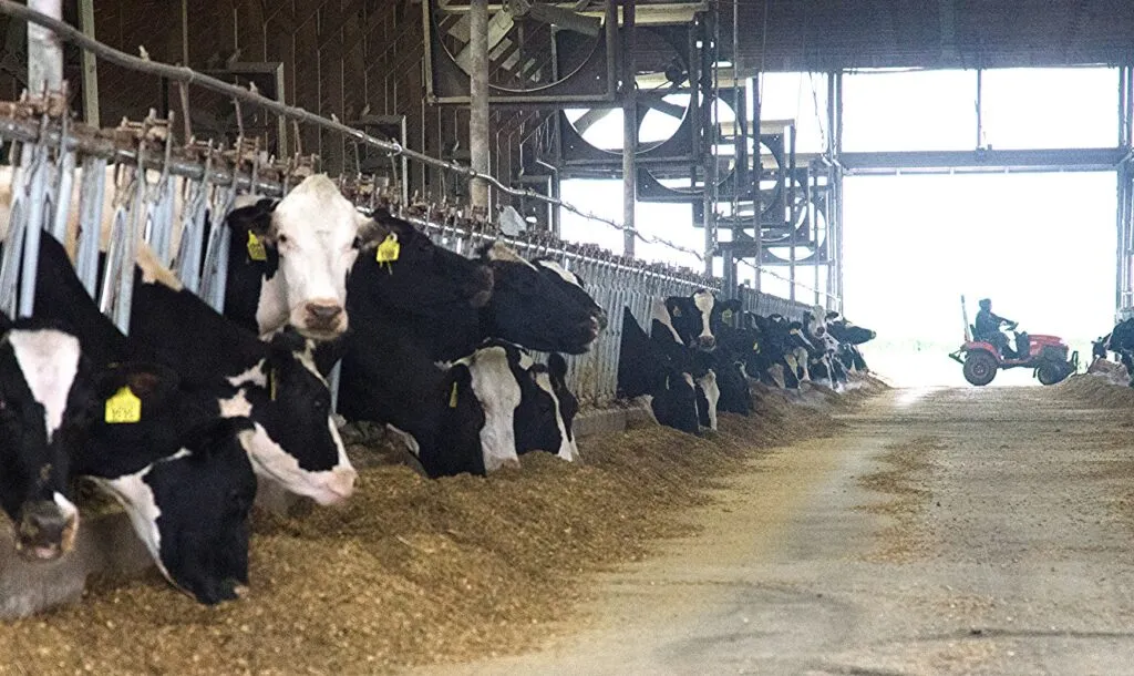 Early Alerts, Healthier Herds: How Areete’s Cowfit Is Empowering India’s Dairy Farmers