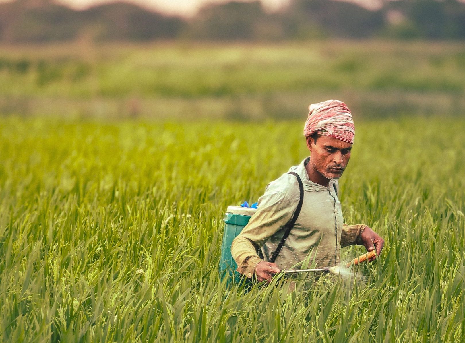 This Digital Platform is Predicting Pest and Disease Risk for Farms in 80 Indian Districts